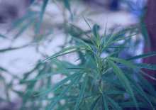 California Marijuana Tax Revenue 2025.png