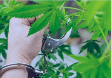 How Many Marijuana Arrests in California.png