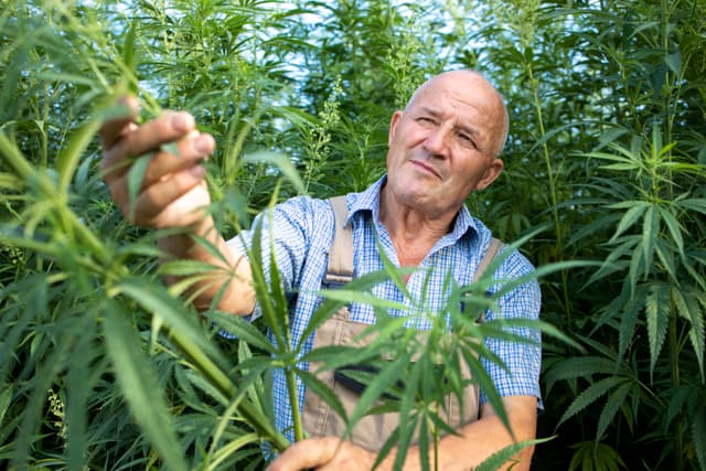 Weed Farmers in Santa Barbara.jpg